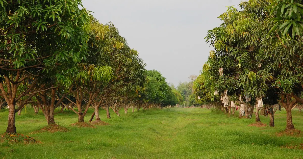 Fruit Plantation