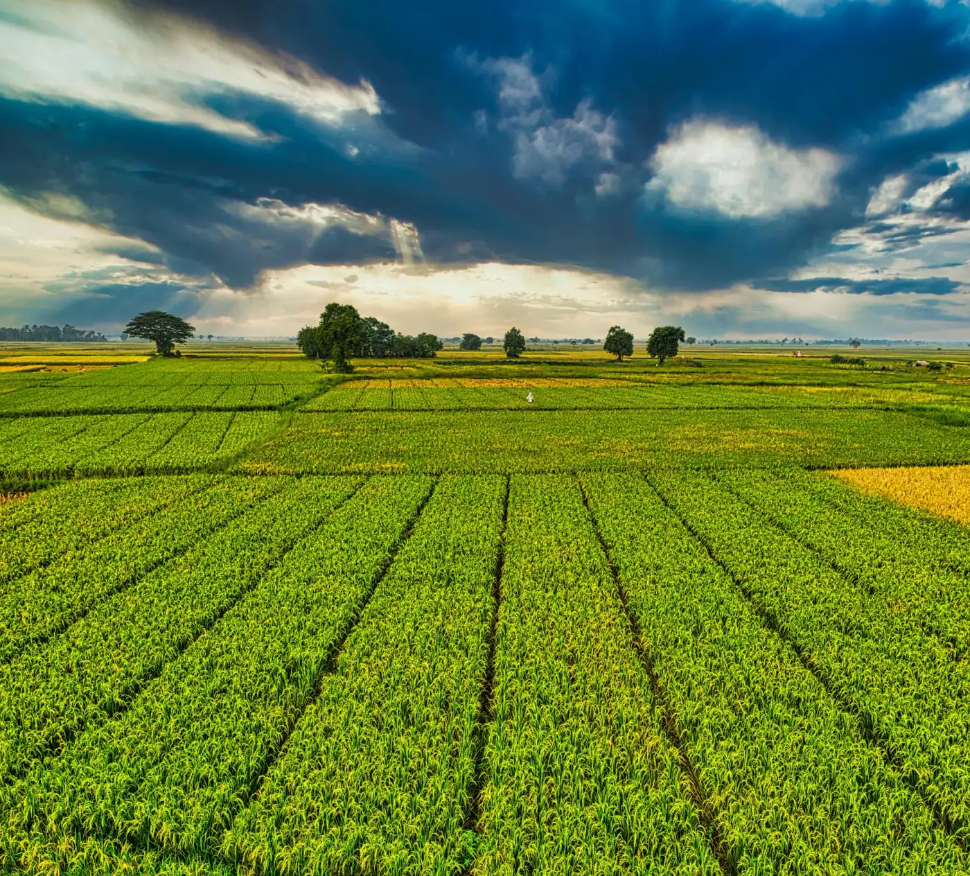 Open farmland with premium countryside texture