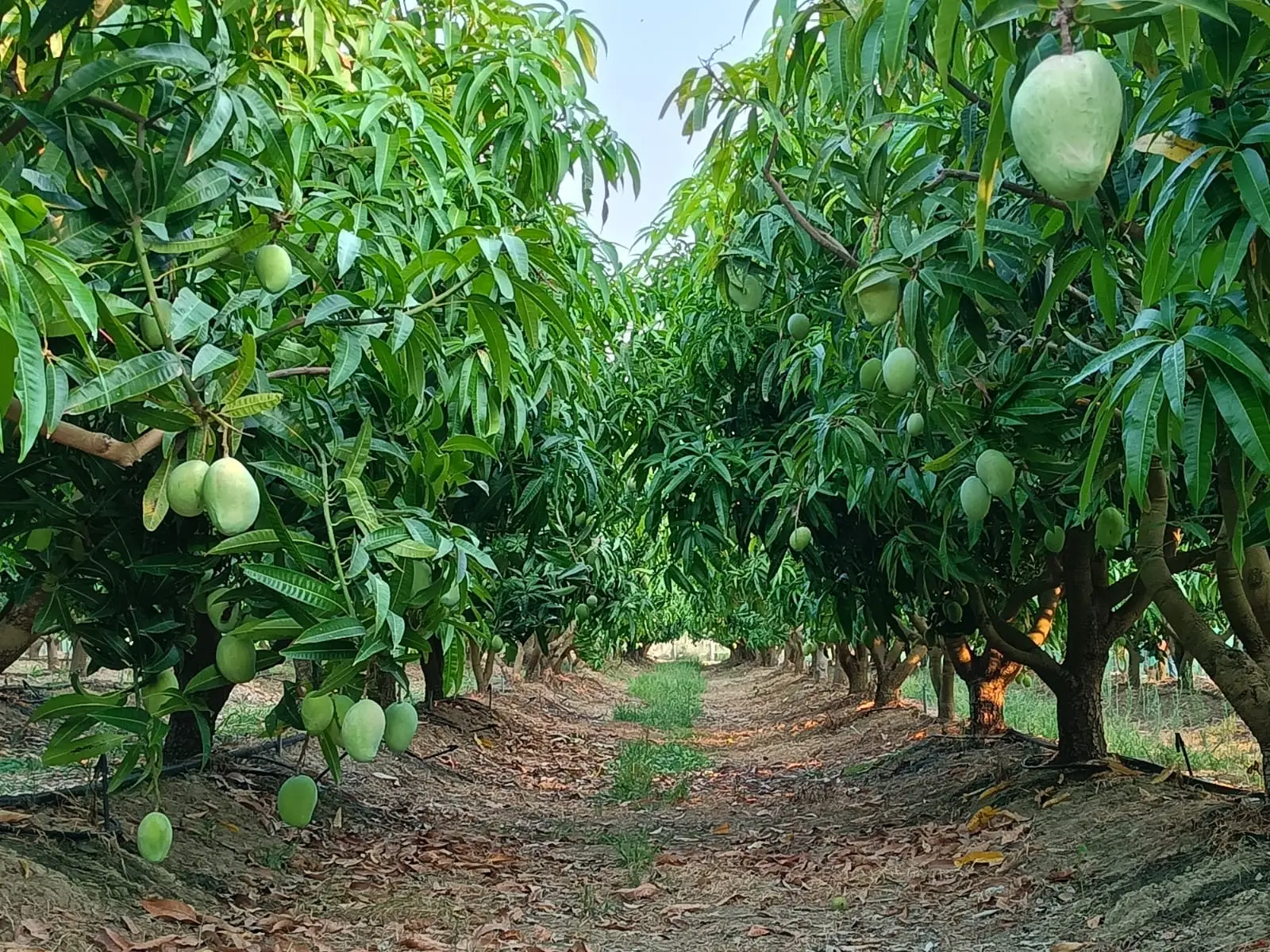 Luxury farmland gallery view